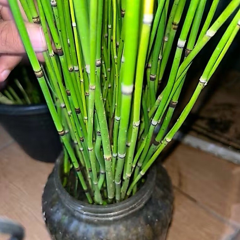 Herbalstore Tanaman hias bambu air | paku ekor kuda asli petani