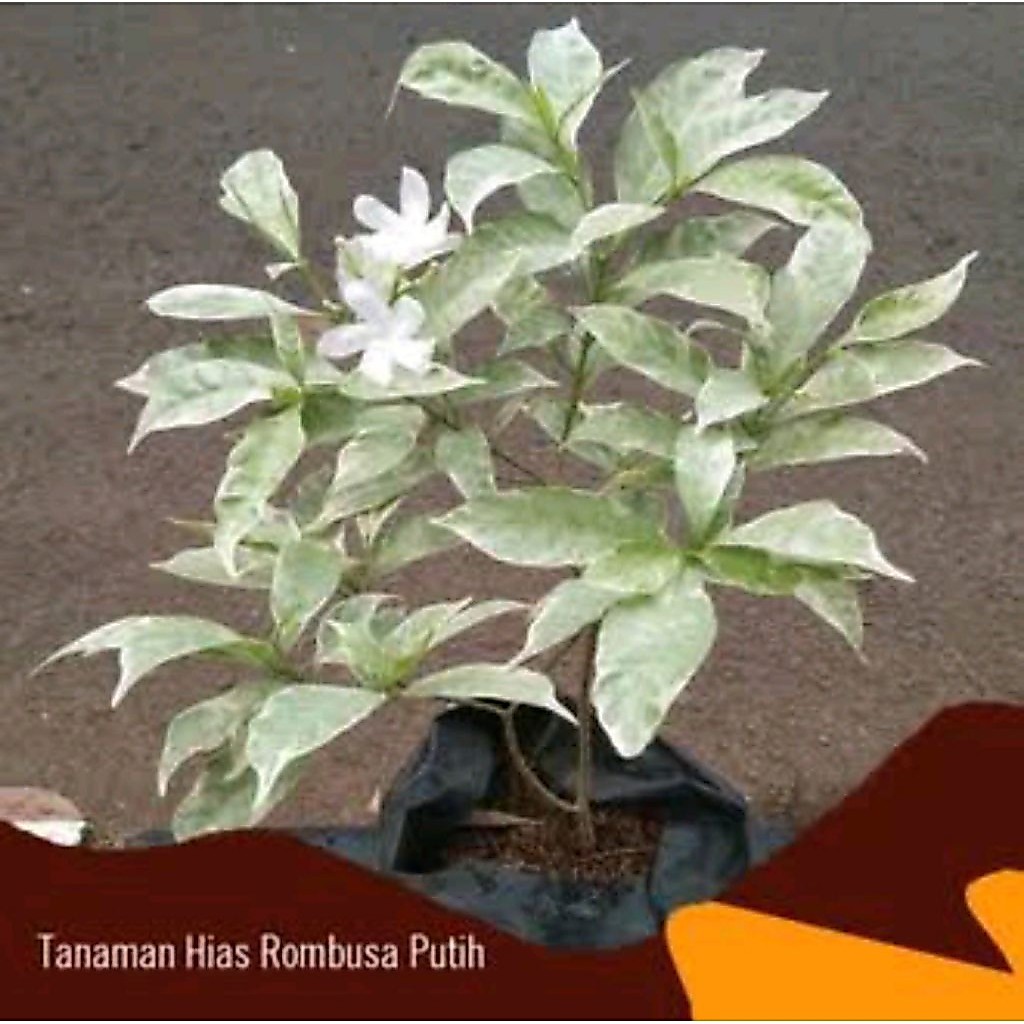Tanaman Hias Melati Rombusa Putih - Melati Rombusa Bunga Putih Untuk Taman Rumah - Melati Rombusa Hi