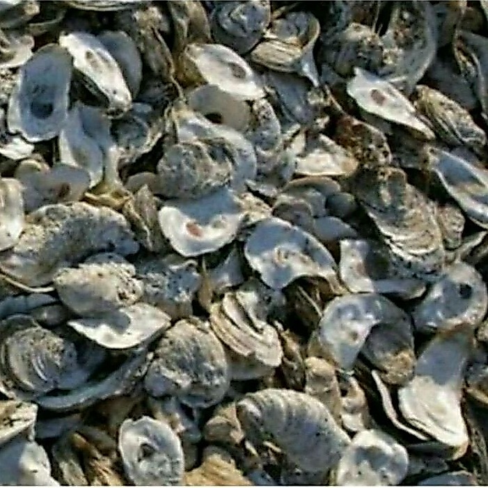 Media filter air kolam KERANG OYSTER 500GR