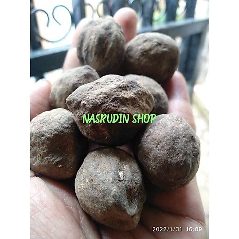 BIJI KEMIRI 50 BIJI MUNCANG DENGAN BATOK / BIBIT KEMIRI