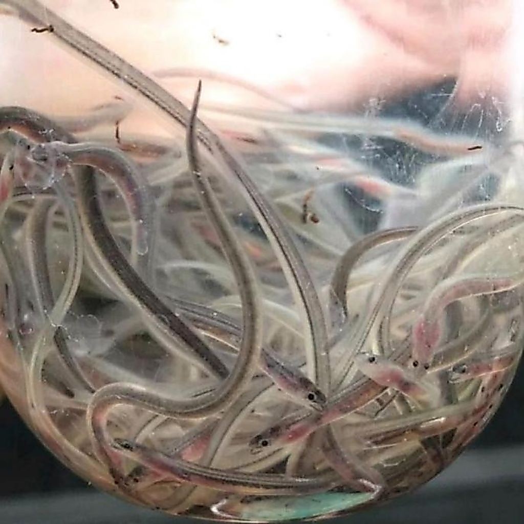 bibit ikan sidat