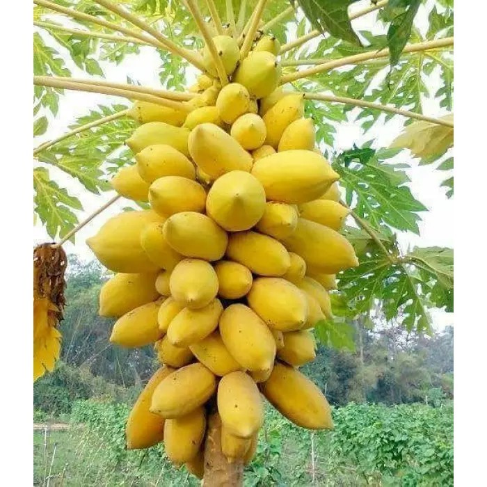 AGROMEDIA  55 BENIH BIBIT PEPAYA GOLDEN PEPAYA EMAS