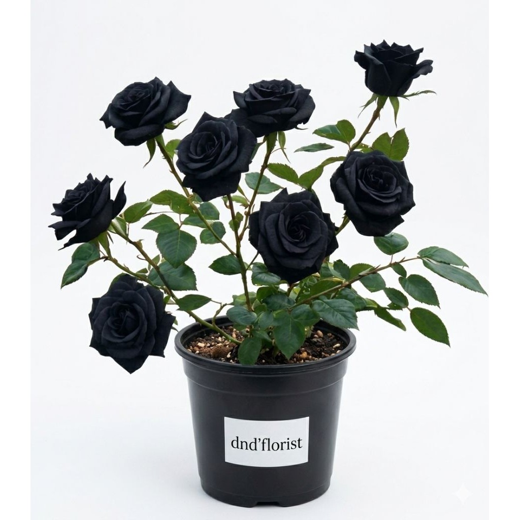 Dnd'florist Tanaman Hias Mawar Black Rose - Bunga Mawar Hitam  - Bibit Mawar Hidup
