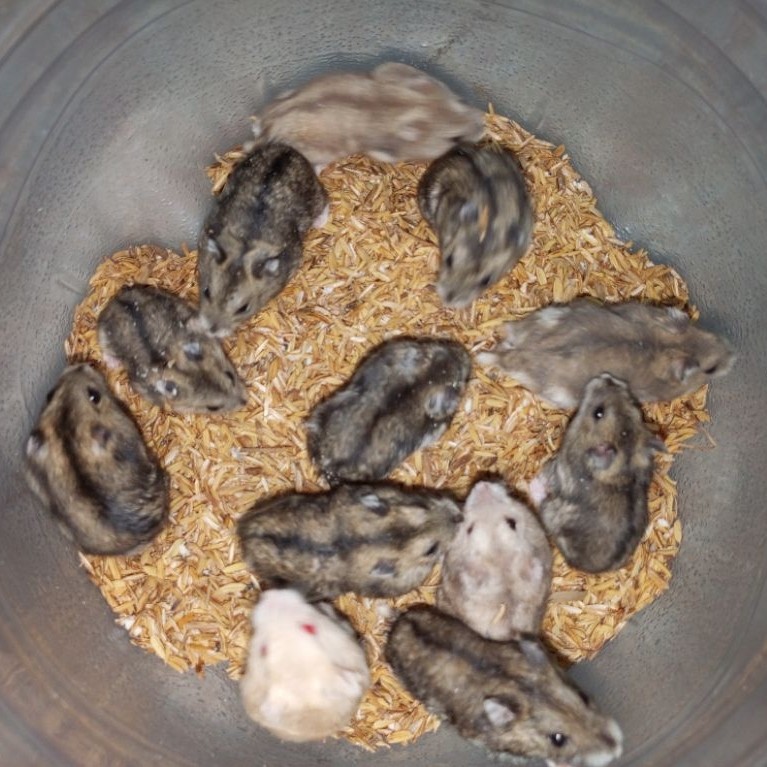 Hamster Winter White Tiger jinak