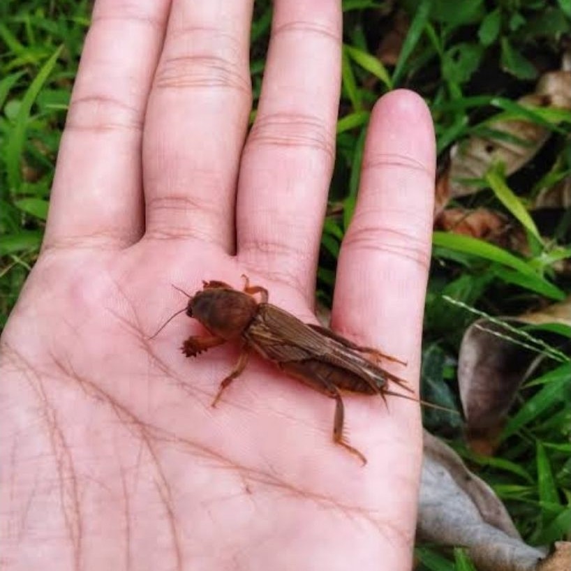 orong orong sawah hidup atau anjing tanah umpan mancing per 15 ekor