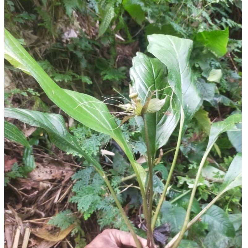 tanaman kelelawar putih/tacca integrifolia
