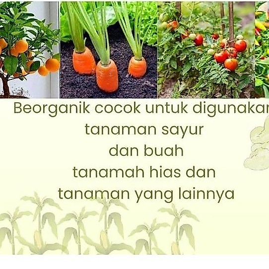 Beorganik Pembasmi Hama Tanaman, Organik, Pestisida, Ulat, Kutu Putih, Hama Daun, Semut, Anaman