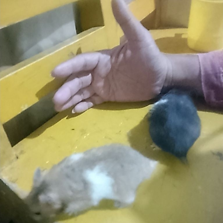 sepasang hamster