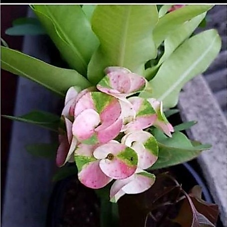 TANAMAN HIAS EUPHORBIA BUNGA MILLI REMAJA//EUPHORBIA MILLI - BUNGA HIAS EPORBIA - BUNGA HIAS HIDUP