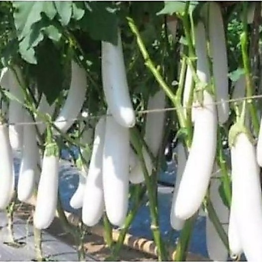 Promo Cod Bisa Bayar Di Tempat - Terong Putih 30 Biji / Bibit / Benih Terong Putih -Cod- ( Terong Pu