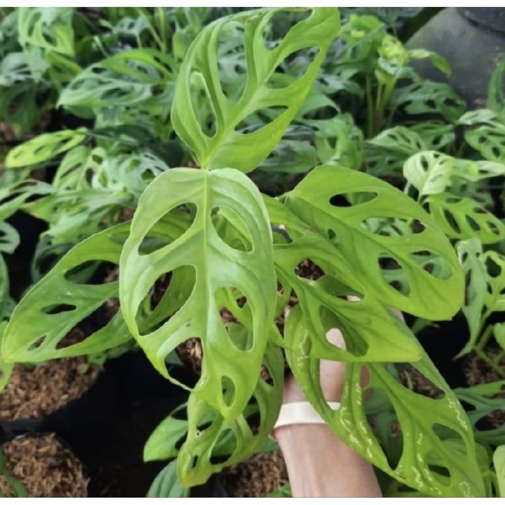 Pohon Monstera Janda Bolong/ Tanaman Hias Monstera Janda Bolong/ Tanaman Monstera Janda Bolong/ Tana