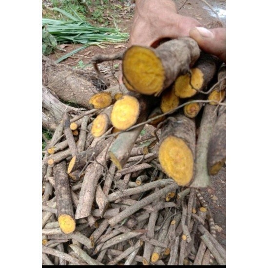 Yaya Shop Promo New Promo AKAR KAYU KUNING /AKAR KI KONENG ASLI 1 KG A.S H. Sp H. Bumi