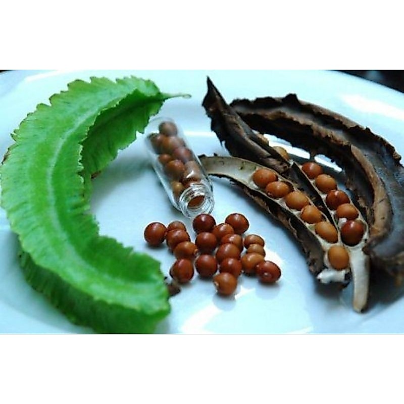 25 butir biji kecipir, benih cipir, benih kecipir, tanaman kecipir.Psophocarpus tetragonolobus