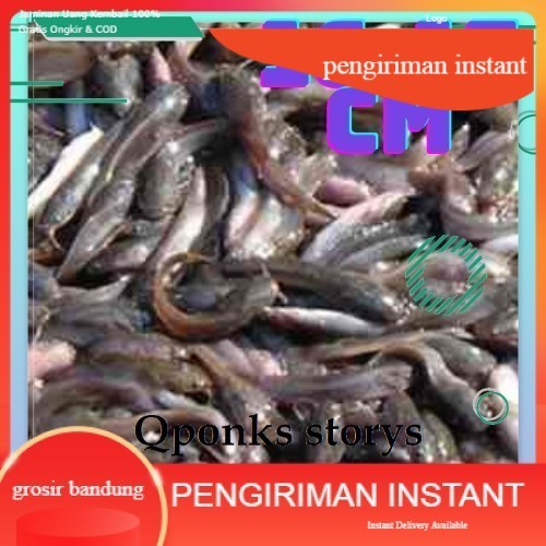 bibit lele ukuran 15-17 cm per ekor GROSIR BANDUNG