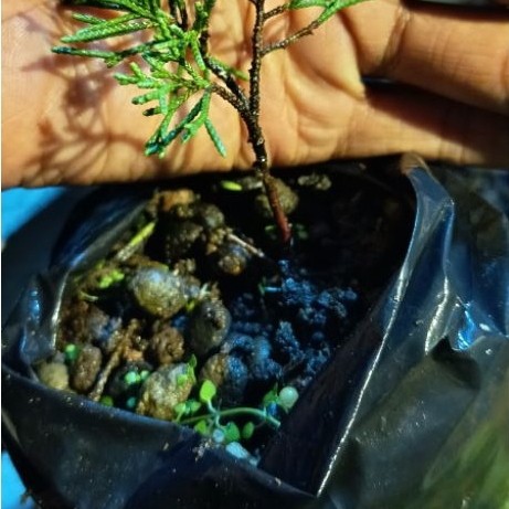 pohon cemara kishu pingpong bibit
