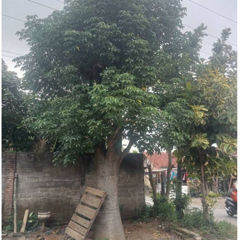 bibit pohon baobab tinggi 1mtr up