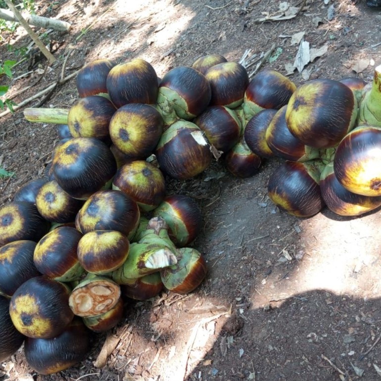 buah lontar /siwalan