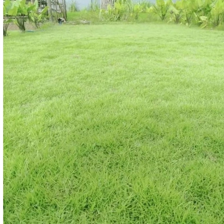 GERAI SUBUR - Rumput Jepang Hidup 20 x 20 Cm Rumput Hias Hijau Segar Untuk Taman / Kuburan / Makam