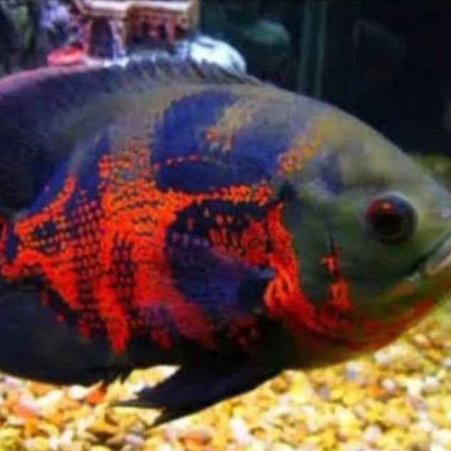 hiasan aquascape Oscar batik7-10 cm