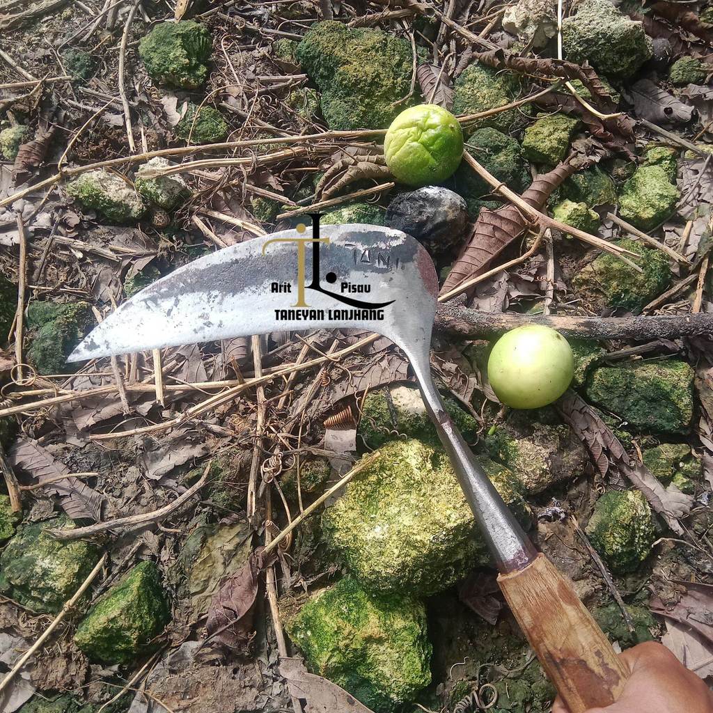 Arit Rumput Khas Pamekasan Madura Cap Tani Ukuran 40 Cm Sabit Rumput Kecil Sabit Asli Madura