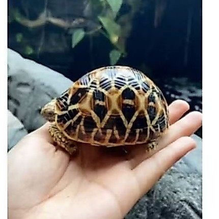 telur kura kura indian star tetas