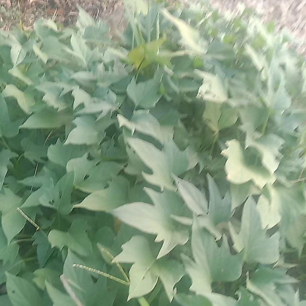 daun ketela rambat