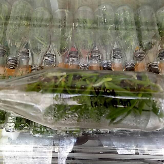 bibit botol anggrek Vanda
