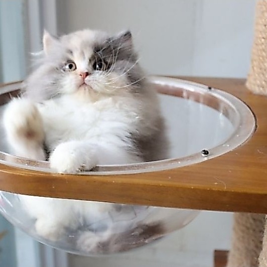 KUCING PERSIA HIMALAYA RAGDOLL NORWEGIAN MUNCHKIN BY TAMARA CAT HOUSE