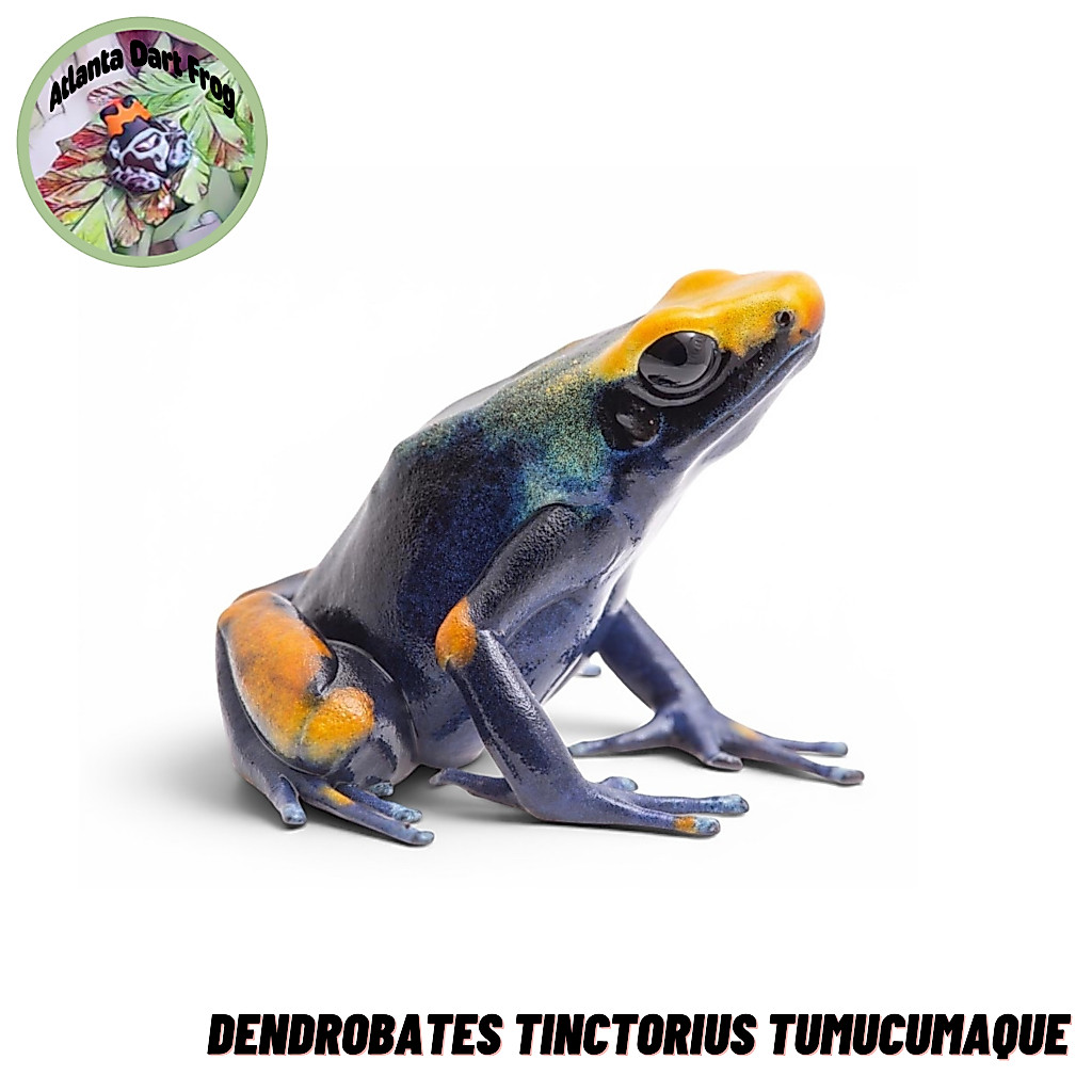 Dart Frog / Katak Panah Dendrobates Tinctorius Tumucumaque