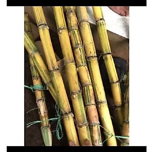 Tebu Kuning Manis Segar  Siap untuk Dikonsumsi atau Dijadikan Bibit