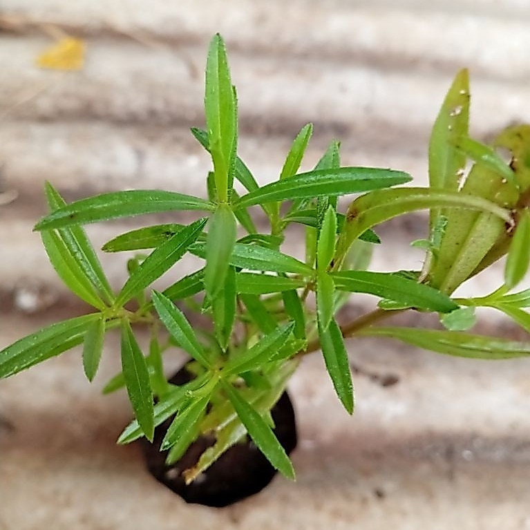 tanaman TARRAGON (Artemisia dracunculus L.)