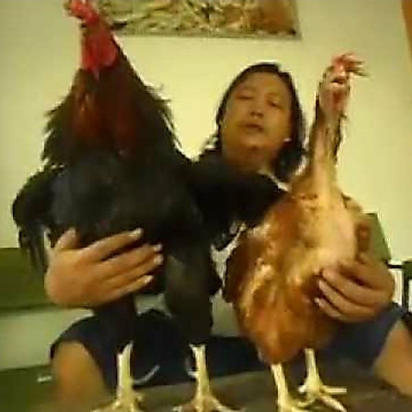 TELUR AYAM JAWA SUPER BESAR / JOPER Lya_shopp20