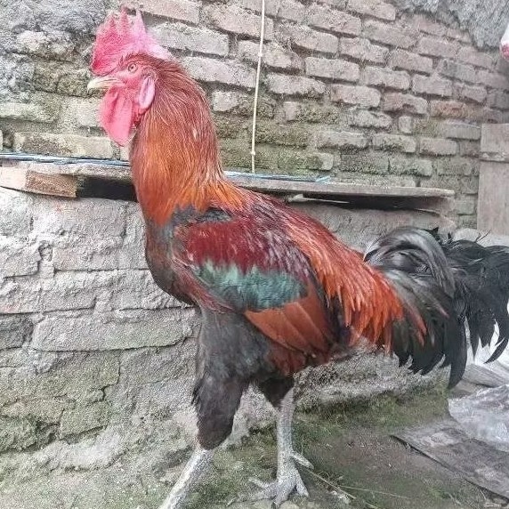 telur ayam pelung jumbo super bisa untuk di tetaskan