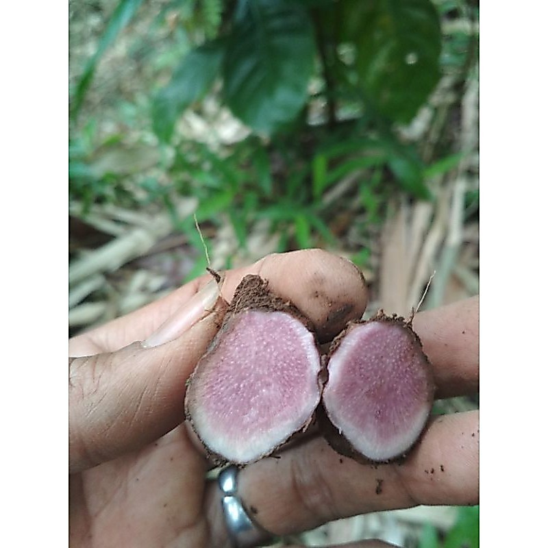 BIBIT TANAM GADUNG WULUNG ASLI