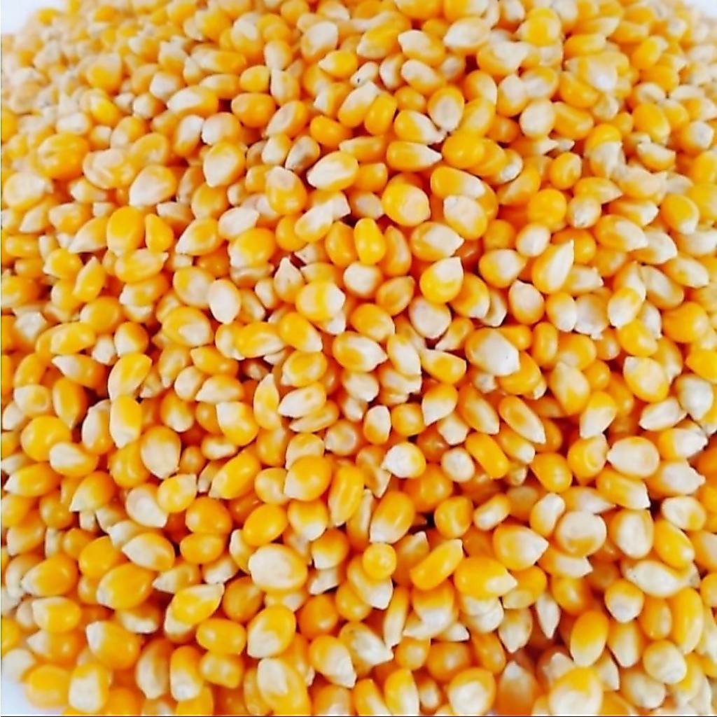 Biji Jagung Popcorn Premium 1kg - P C Corn Kernel