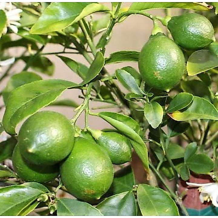 Biji Buah Lemon Lokal - Bibit Tanaman Pohon Buah Lemon Lokal - Buah Lemon Lokal - COD