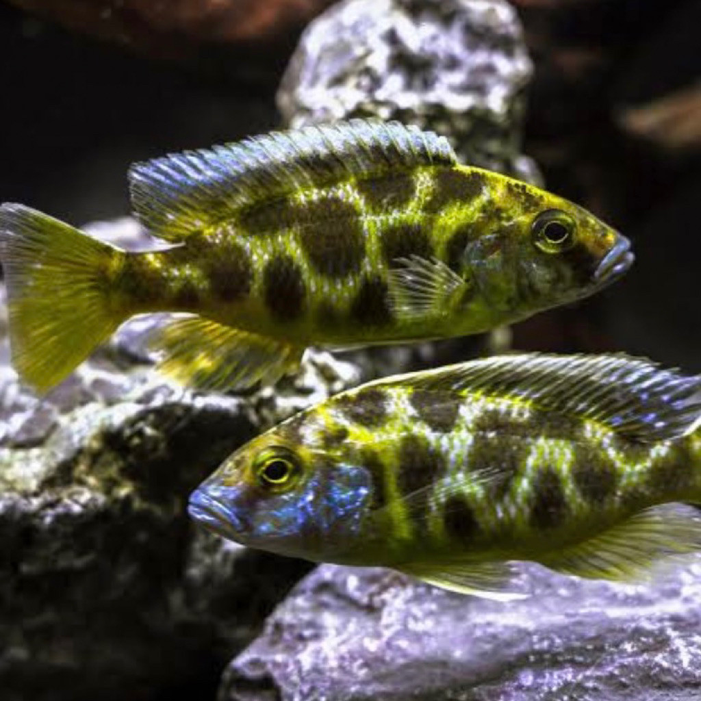 VENUSTUS ISI 10  IKAN HIAS VENUSTUS CICHLID IKAN HIAS AQUARIUM AQUASCAPE AIR TAWAR