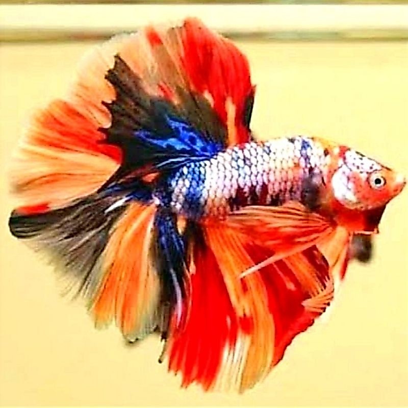Halfmoon Multicolor Hiasan Kamar Male
