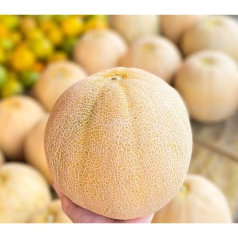 200 Biji> Benih Melon Manis Madu | Bibit Buah Melon