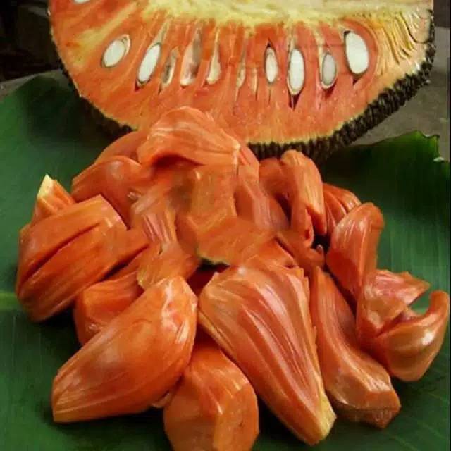 Bibit Nangka Merah (Artocarpus heterophyllus) Eksotis: Kaya Vitamin A, Vitamin C, dan Kalium untuk M