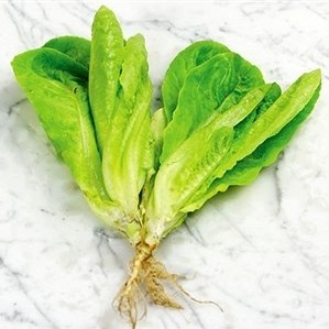 SELADA ROMAINE COS ORGANIK AGATHO/LIVING ORGANIK TERGANTUNG KETERSEDIAAN