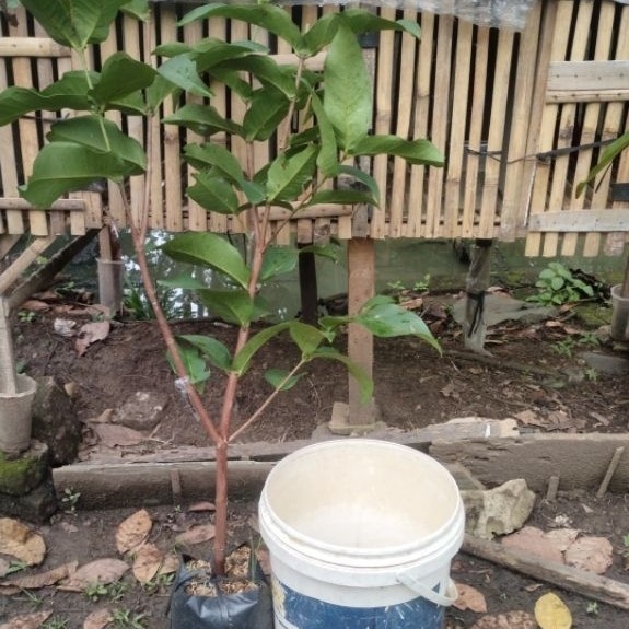 jambu manasikana hasil cangkok