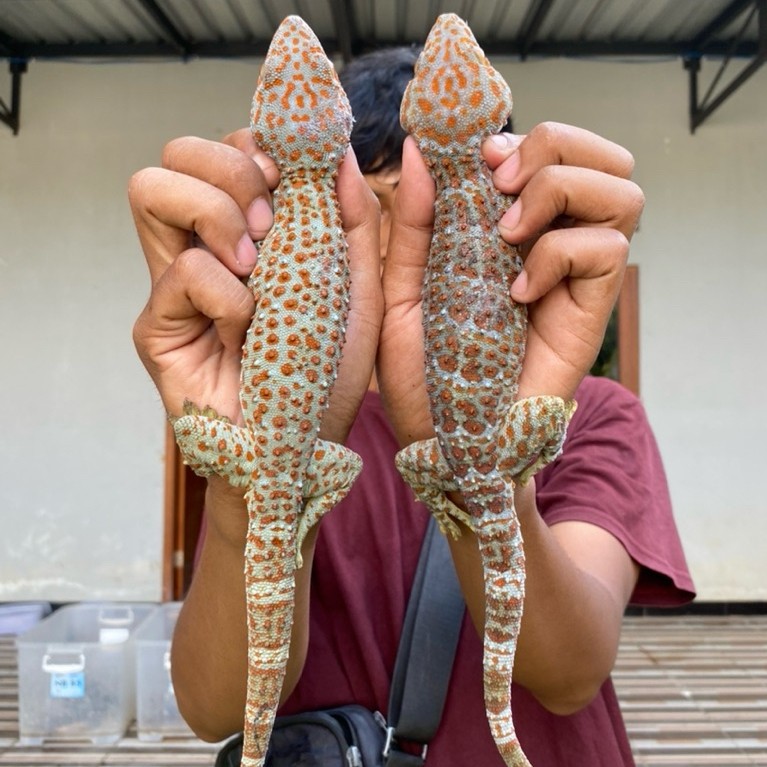 TOKEK RUMAH BINTIK MERAH JUMBO