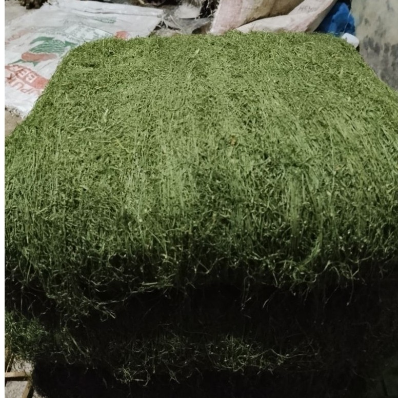 mbako ratah/mbako hijau asli batu karang