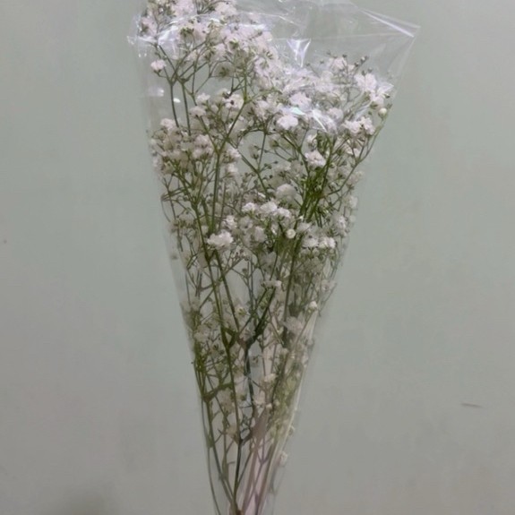 Bunga Baby Breath Fresh