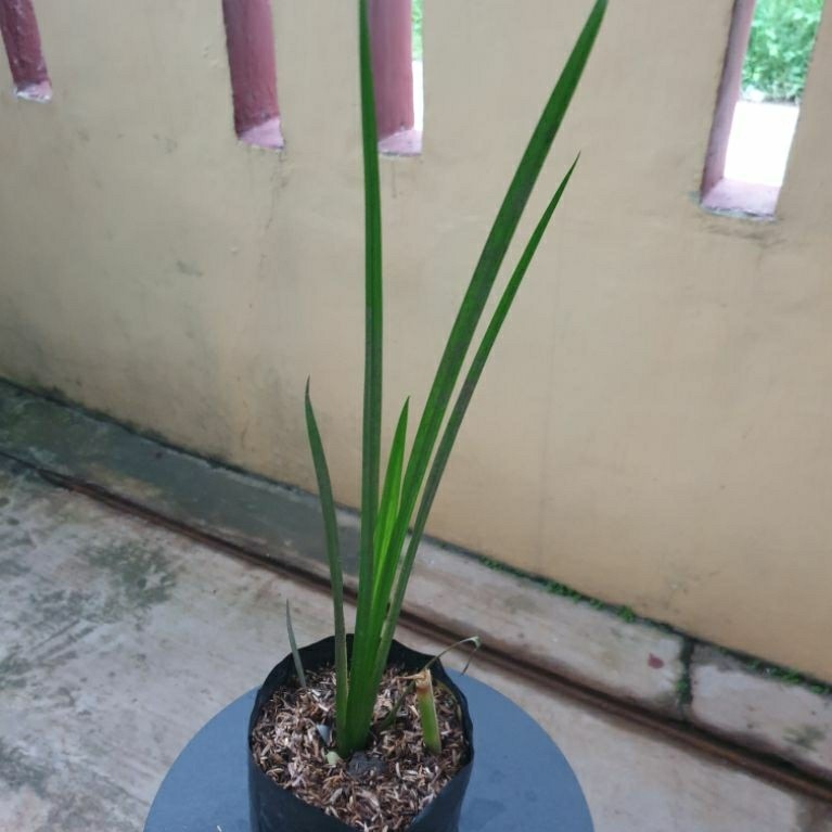 Tanaman Jerangau Jeringo Dlingo