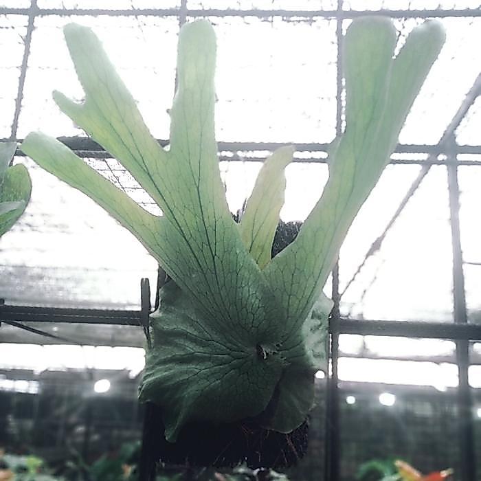 rare plants Platycerium Superbum