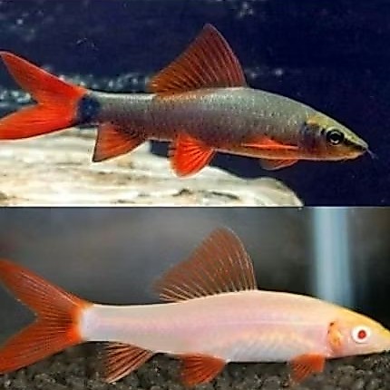 Ikan redfin black pembersih