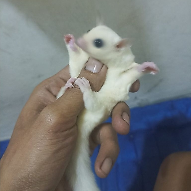 sugar glider joey leucistik