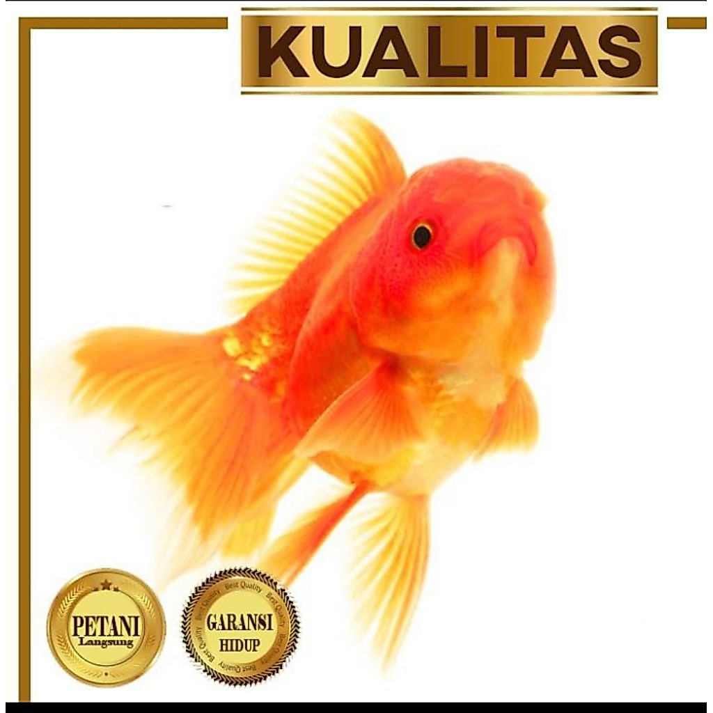 10 Ekor Koki Baby Oranda Ikan HIas